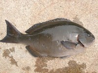 onaga07-04-08.jpg